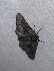 Phaeoura mexicanaria