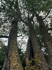 Ceiba speciosa