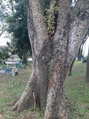 Ceiba speciosa