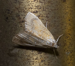 Glaphyria sesquistrialis