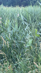 Phalaris arundinacea