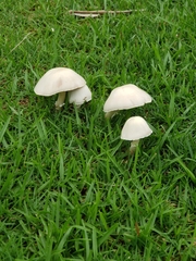 Agaricus argyropotamicus