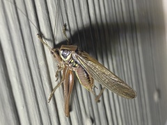 Roeseliana roeselii