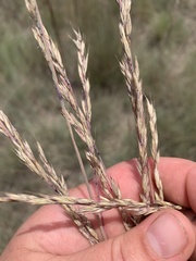 Festuca roemeri
