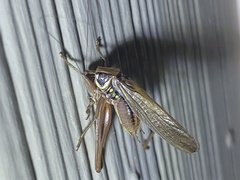 Roeseliana roeselii