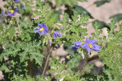 Solanum citrullifolium
