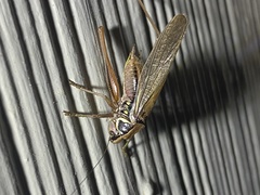 Roeseliana roeselii