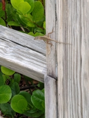 Anolis sagrei