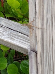 Anolis sagrei