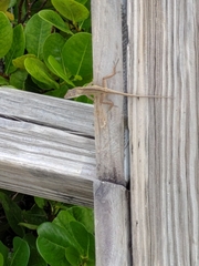 Anolis sagrei