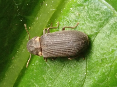 Hadrobregmus pertinax