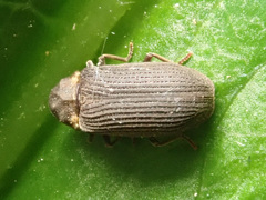 Hadrobregmus pertinax