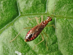 Dicyphus constrictus