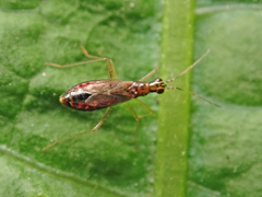 Dicyphus constrictus