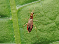Dicyphus constrictus