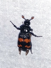 Nicrophorus investigator