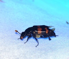 Nicrophorus investigator