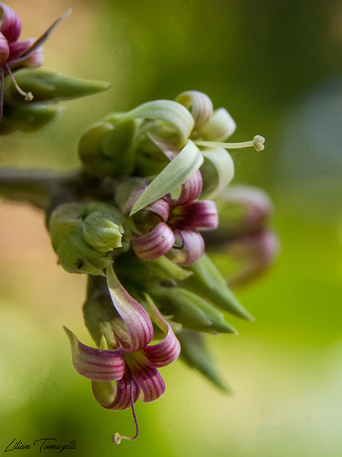 Anacardium occidentale