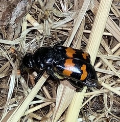 Nicrophorus investigator