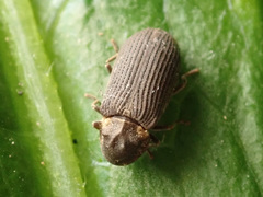 Hadrobregmus pertinax