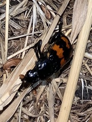 Nicrophorus investigator