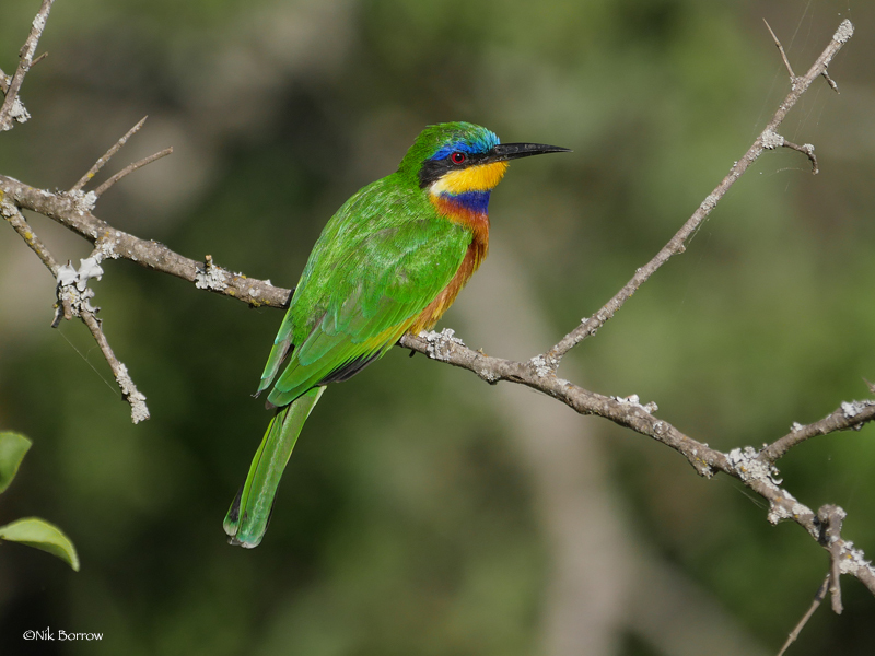 Ethiopian Bee-eater photo