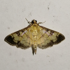 Ategumia ebulealis