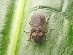 Hadrobregmus pertinax