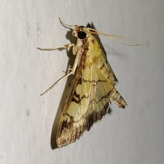 Ategumia ebulealis