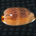 Isabella Cowry - Photo (c) Ken-ichi Ueda, some rights reserved (CC BY)