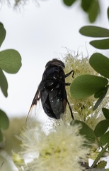 Copestylum mexicanum