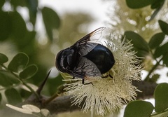 Copestylum mexicanum