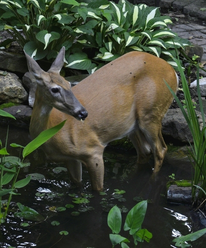 White-tailed Deer photographed in Indiana