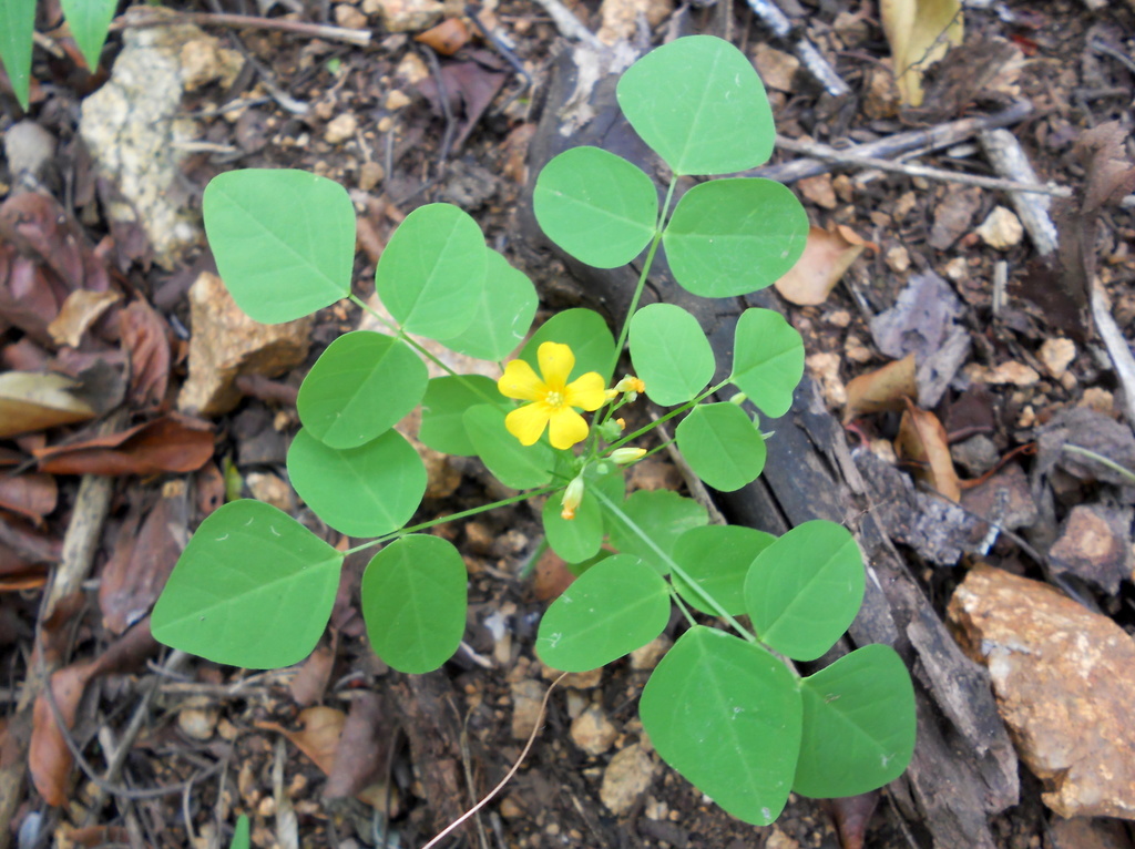 Oxalis hyalotricha