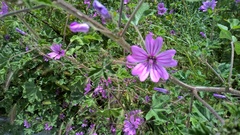 Malva sylvestris