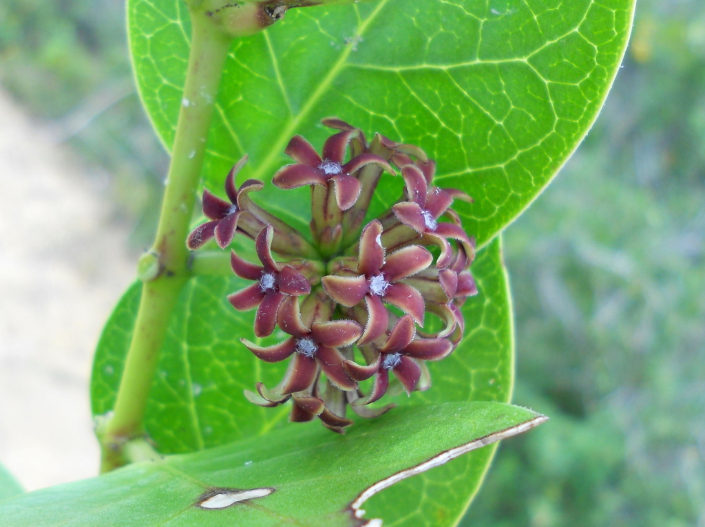 Ruehssia caatingae