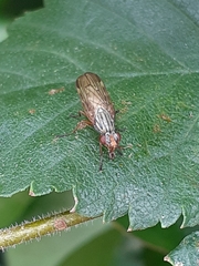 Dorycera graminum