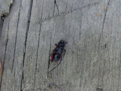 Purpuricenus kaehleri