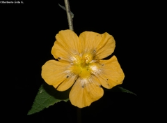 Pseudabutilon orientale