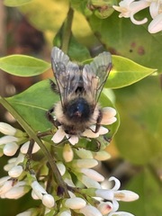 Bombus sitkensis