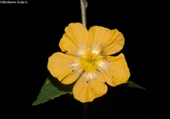 Pseudabutilon orientale