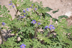 Solanum citrullifolium