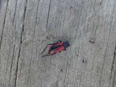 Purpuricenus kaehleri