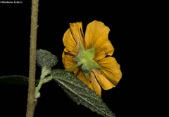 Pseudabutilon orientale