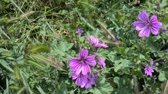 Malva sylvestris