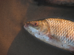Megaleporinus obtusidens