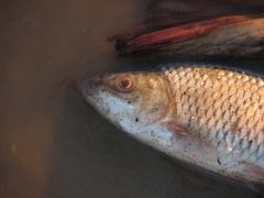 Megaleporinus obtusidens