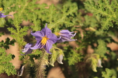 Solanum citrullifolium