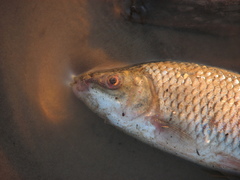 Megaleporinus obtusidens