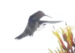 Chrysuronia versicolor